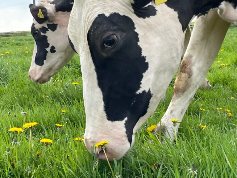 Kühe sind Wiederkäuer. Sie können, als eine der wenigen Tierarten, Gras für den Menschen nutzbar machen. Foto: WLV