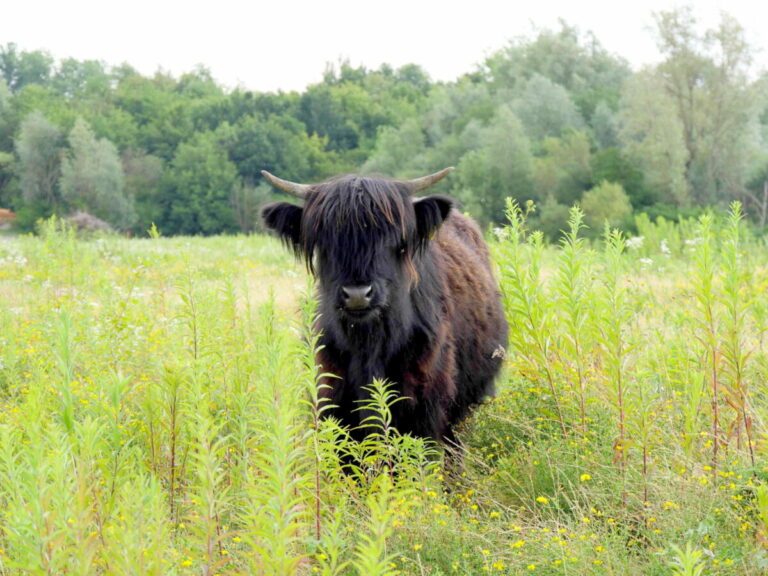 Seit kurzem steht die junge Kuh mit ihren Artgenossen und drei Wasserbüffeln zur Landschaftspflege in Müssen. Foto: Kreis Lippe