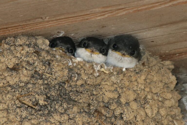 Drei junge Schwalben gucken aus dem Nest. Copyright: Biologische Station Lippe