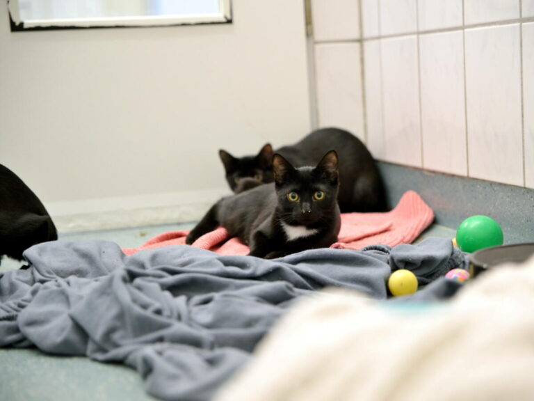 Aktuell werden 260 Katzen im Tierheim Bielefeld versorgt. Foto: Tierheim Bielefeld