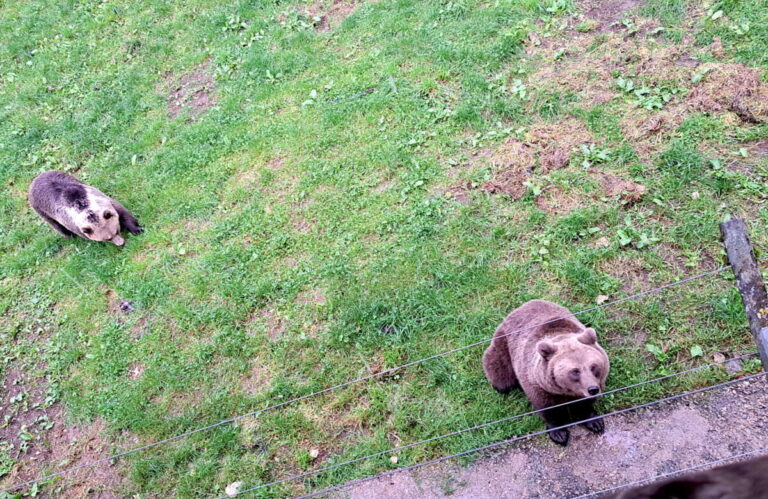 "Bonjour Jojo, bonjour Flocon!" Der Tierpark, aus dem die beiden Braunbären stammen, liegt in der Schweizer Jura.  Foto: Tierpark „Juraparc“