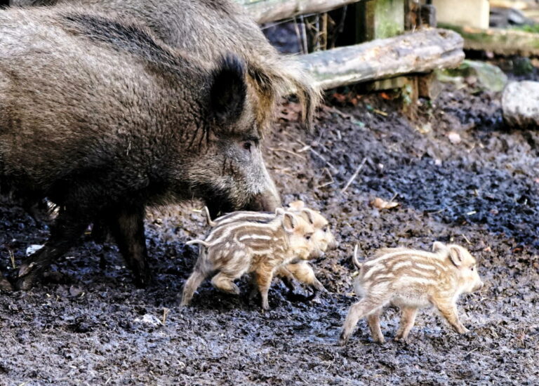 Neuzugang im Tierpark Olderdissen: Die Frischlinge kamen vor knapp zwei Wochen zur Welt. Foto: Stadt Bielefeld/Umweltbetrieb