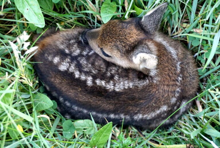 Ein Rehkitz, das morgens mit der Drohnentechnik entdeckt wurde. Die erste Frühjahrsmahd fällt mit der Brut- und Setzzeit vieler Wildtiere zusammen. Um die Tiere bestmöglich zu schützen, arbeiten Bauern, Jäger und Lohnunternehmer eng zusammen. Foto: © Bjarne Horstmann