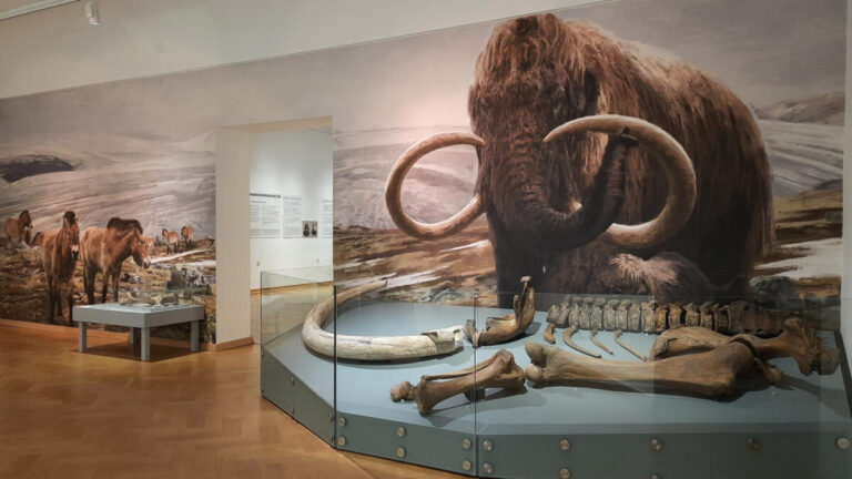Faszinierender Einblick in die Vielfalt der Sammlungen / Foto Lippisches Landesmuseum Detmold
