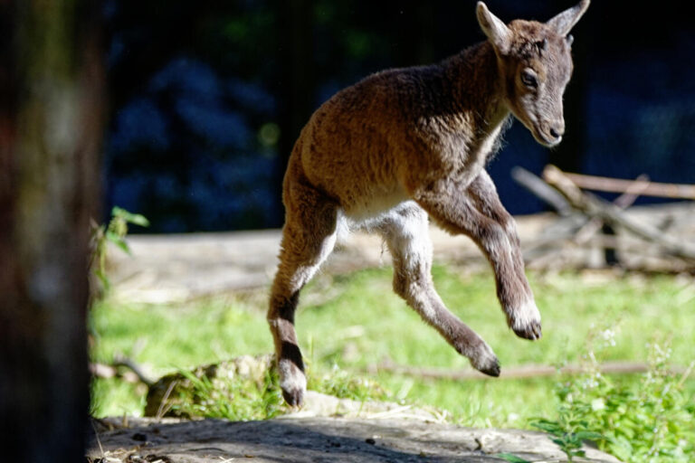 Neuzugang im Tierpark Olderdissen: Der neugeborene Steinbock: Eines der drei neugeborenen Kitze tollt im Gehege der Gämsen herum. Foto: Steve McAlpine