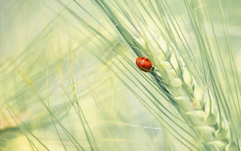 Sehenswerte Fotoausstellungen zum Thema „Lippische Fauna & Flora“ mit großformatigen Motiven und Momentaufnahmen wie unter anderem dem Marienkäfer. Foto: © Heike Reineke