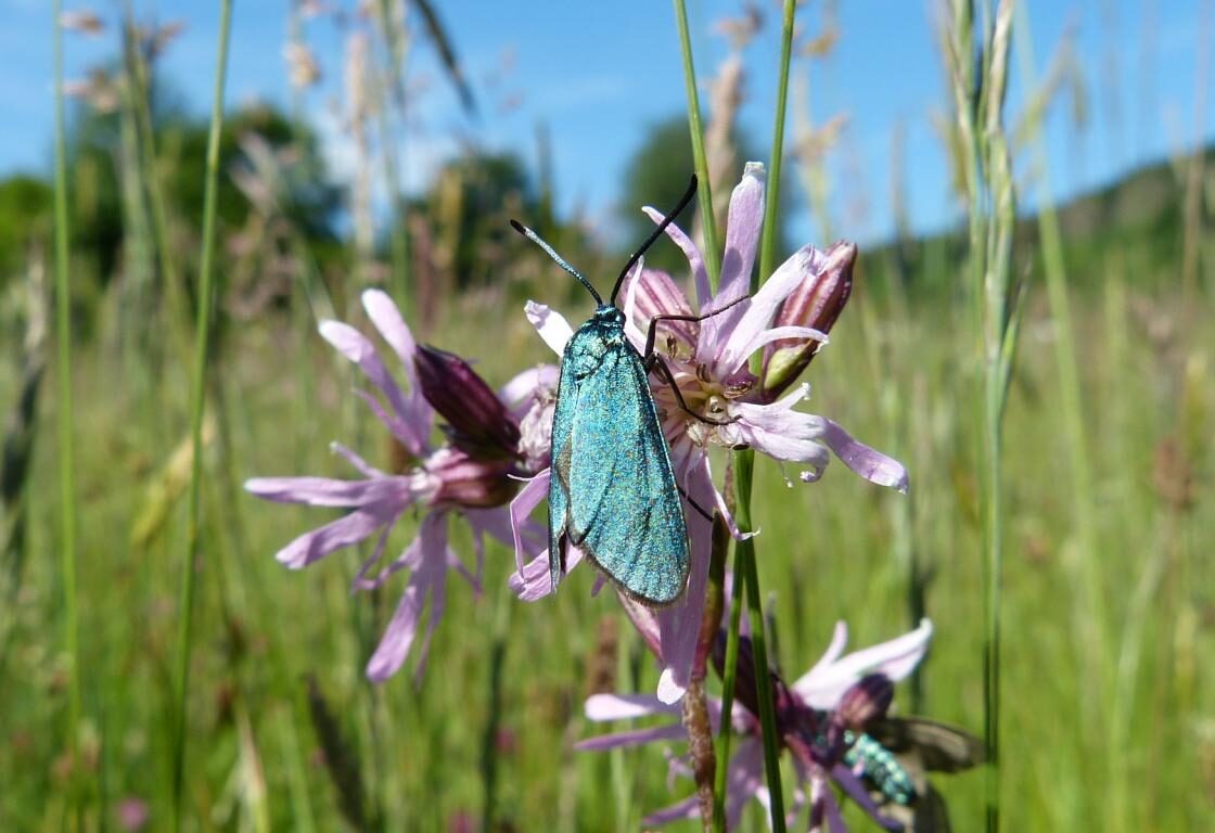 Artenreiche Blumenwiesen.&nbsp;Foto: Gerd Teuteberg