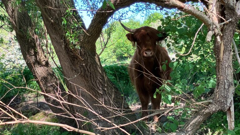 Ein Hochlandrind im Glimketal. Seit dem Frühjahr beweidet eine 12-köpfige Herde aus schottischen Hochlandrindern die Flächen von Lippe und Herford auf beiden Seiten des Gewässers. Foto: Kreis Lippe