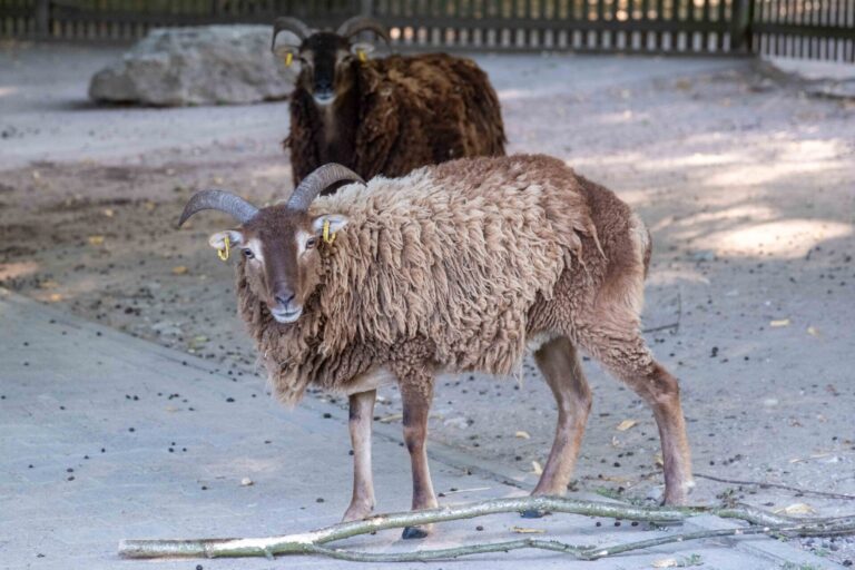 Die Soay-Schafe (hier ein Weibchen) leben in Olderdissen derzeit auf dem früheren Hockeyplatz. Wenn wenig los ist, kann man sie auch in der Anlage der Zwergziegen im Streichelzoo beobachten. Foto: Umweltbetrieb/Stadt Bielefeld