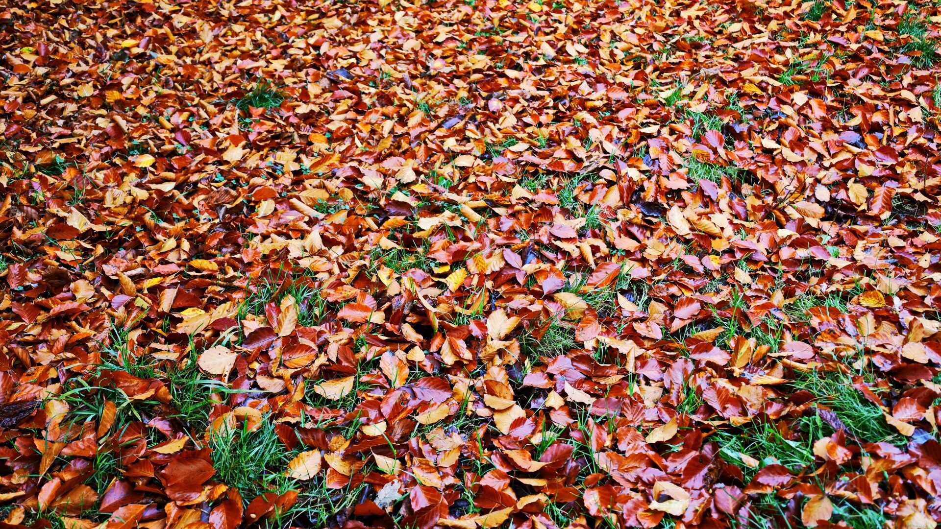 Die Blätter fallen. Symbolfoto: Uschi Dreiucker, pixelio
