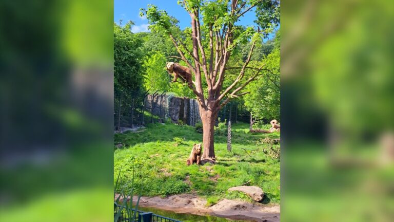 „Jojo“ und „Flocon“ fülen sich in ihrem 3000 qm großen Bärengehege sichtlich wohl. Foto: Umweltbetrieb