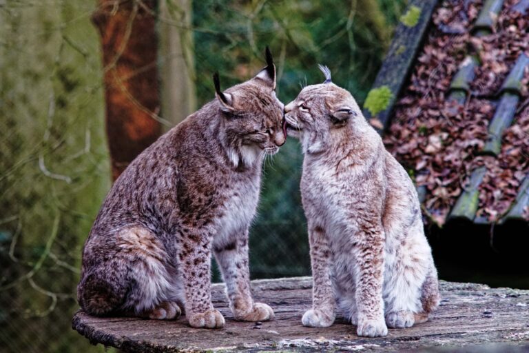 Von den Spenden für den Tierpark profitieren alle Tiere, unter anderem auch die drei Luchse, die in Olderdissen leben. Foto: Steve McAlpine