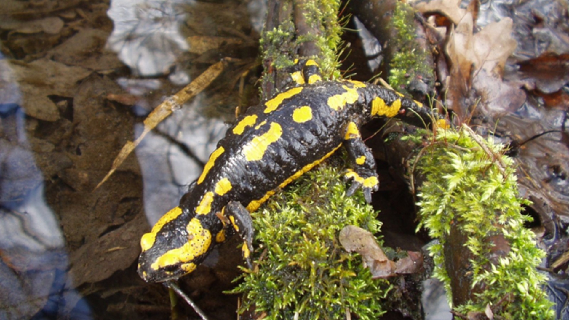 Amphibienwanderungen in Bad Salzuflen beginnen: Zum Schutz der Kleintiere, wie dem Feuersalamander (Foto), stellt das Umweltzentrum Heerser Mühle im Stadtgebiet Fangzäune auf, die Stadtverwaltung sperrt Straßenabschnitte und die BUND-Ortsgruppe übernimmt die Betreuung mit ehrenamtlichen Helferinnen sowie Helfern. Foto: © Stadt Bad Salzuflen