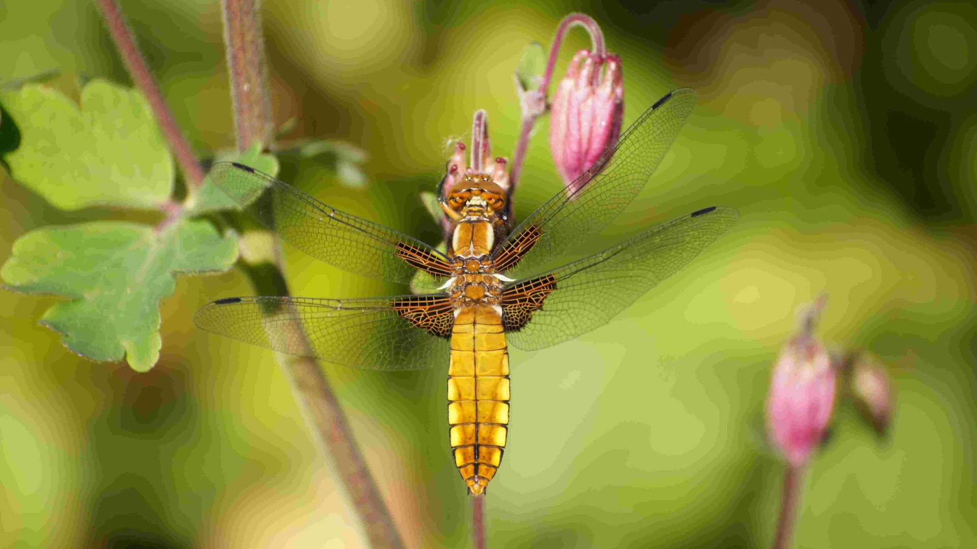 Ein Plattbauch.  Foto: Gerd Teuteberg