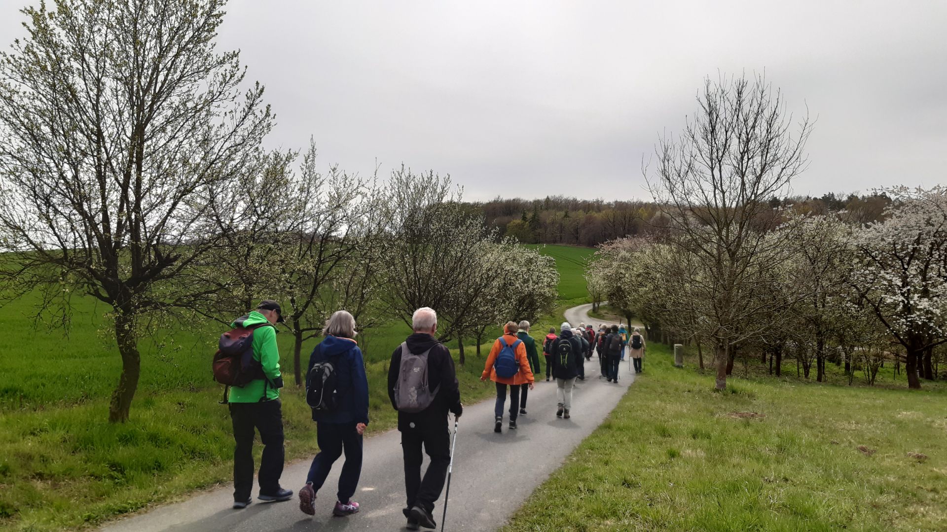 Gruppe von Wanderern auf einem asphaltierten Weg gesäumt von blühenden Bäumen und grünen Feldern unter bewölktem Himmel