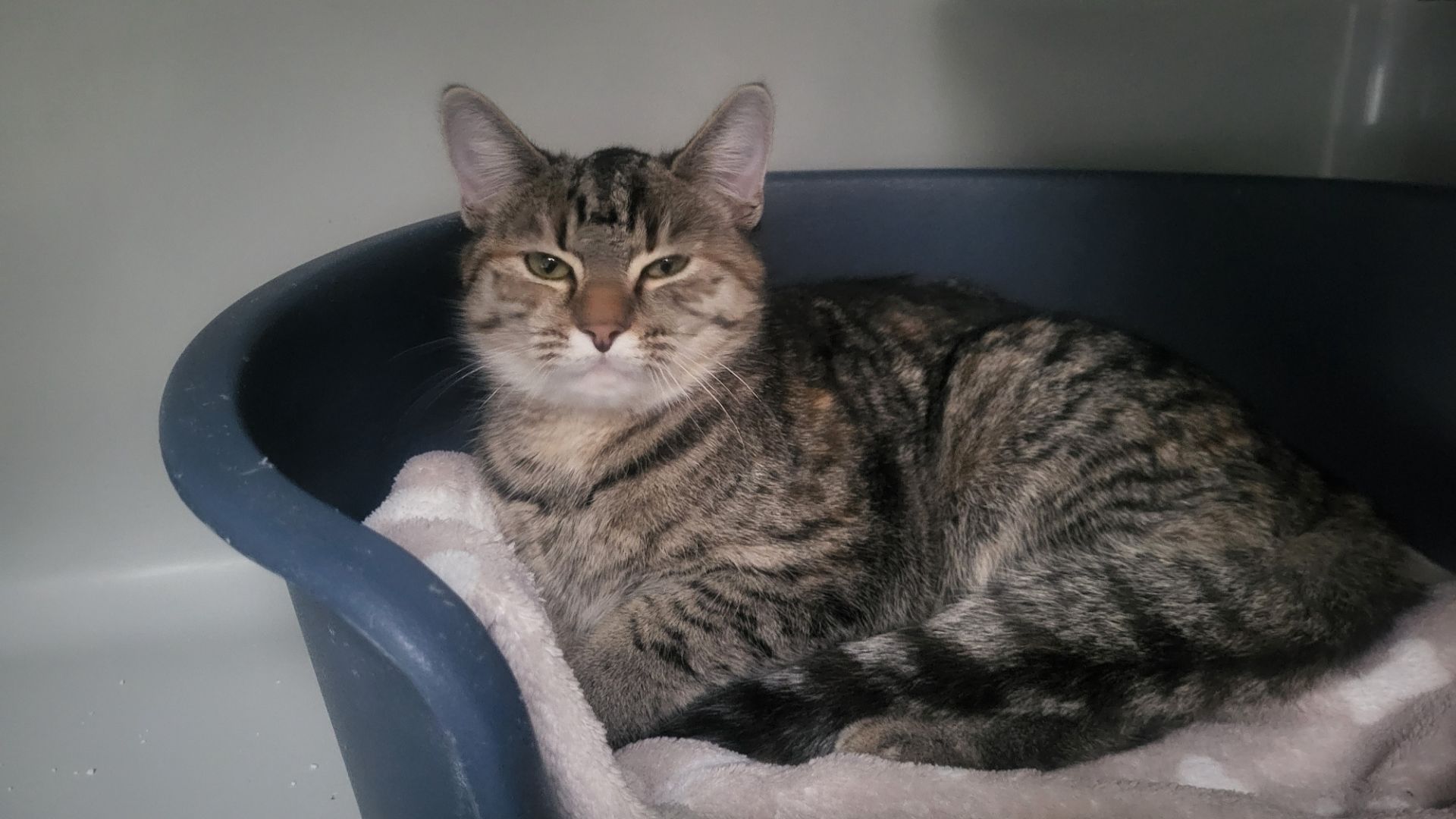 Tierheim Bad Salzuflen – Foto: Privat