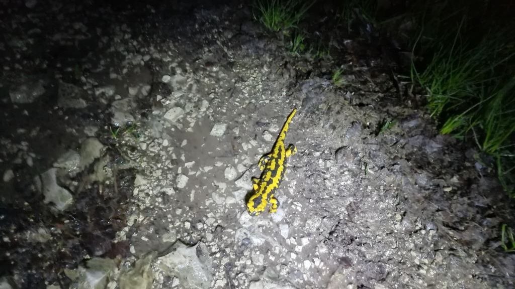 Artenschutz beginnt vor der Ort - bedrohte Amphibien sind auch die Feuersalamander. Fotos: NABU Leopoldshöhe