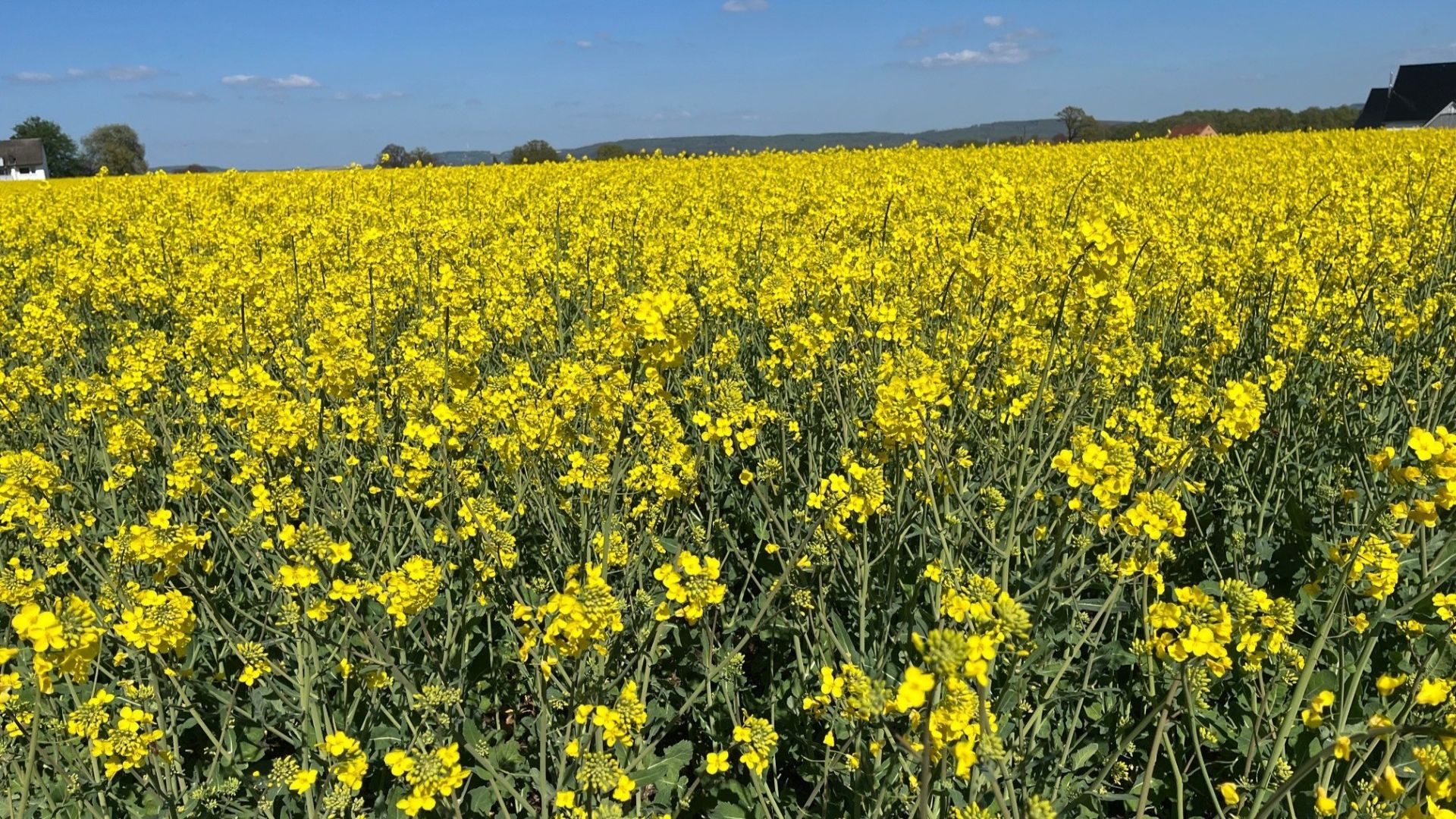 Der Raps färbt die Landschaft wieder leuchtenden gelb. Foto: wlv