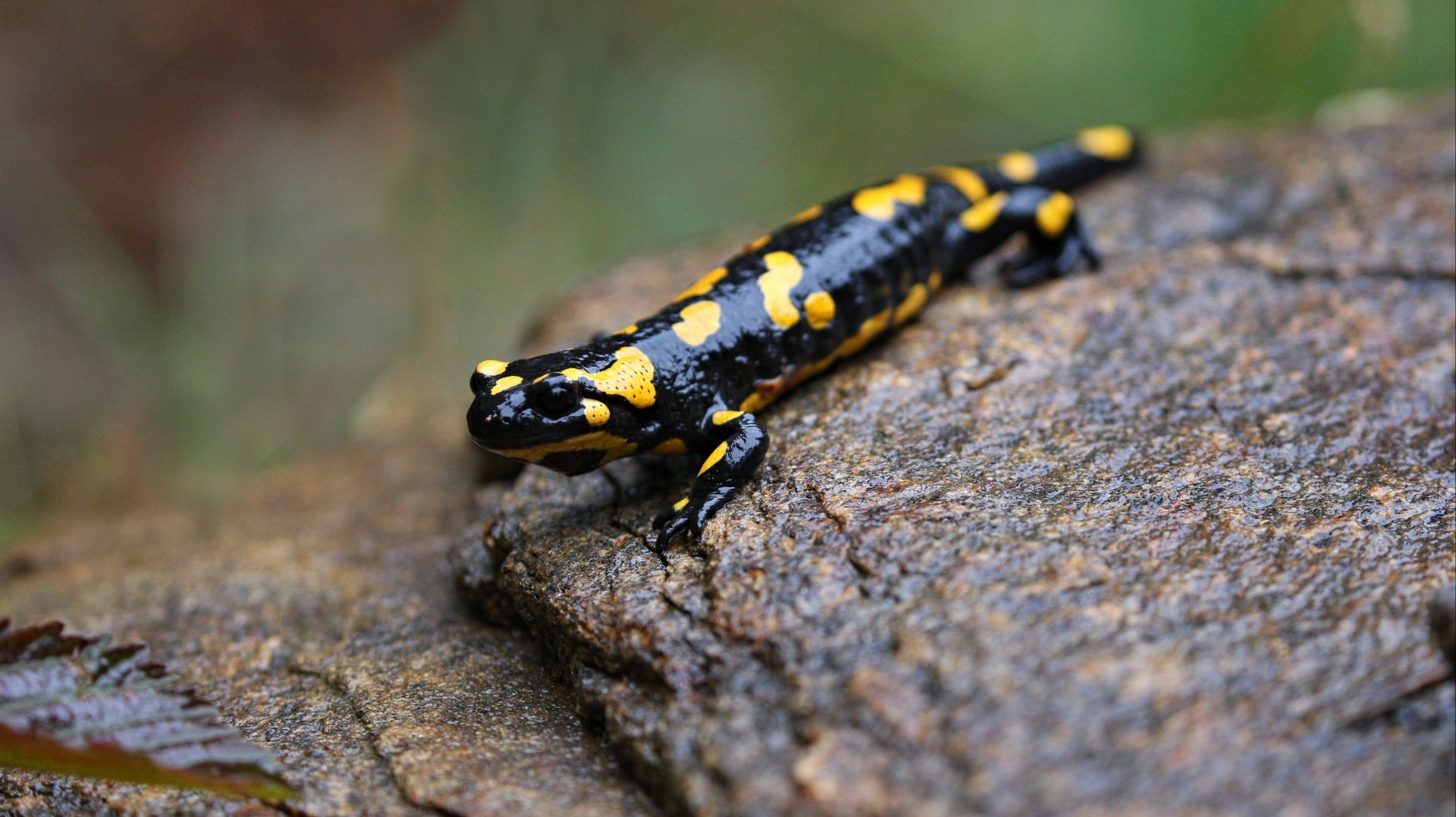Ein schwarzer Feuersalamander mit leuchtend gelben Flecken kriecht auf einem nassen, dunklen Felsen
