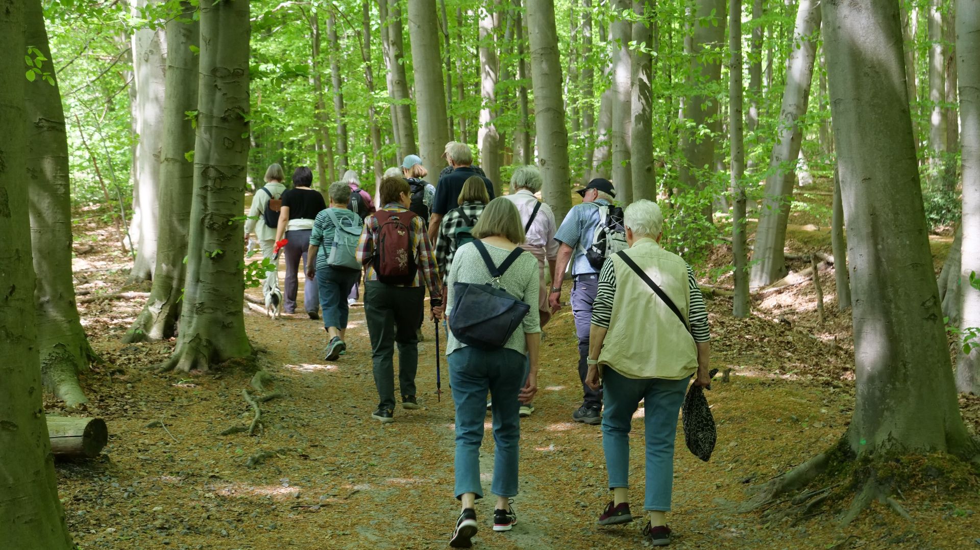 Wandergruppe mit Rucksäcken und kleinem Hund geht auf einem Waldweg zwischen hohen, grünen Buchen