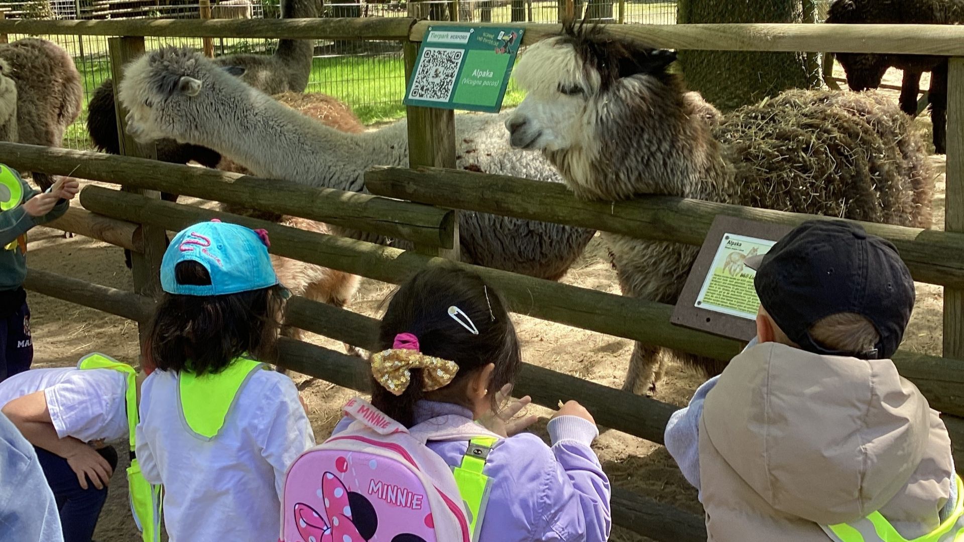 Eine Gruppe Kinder mit Warnwesten schaut Alpakas durch einen Holzzaun im Tierpark an