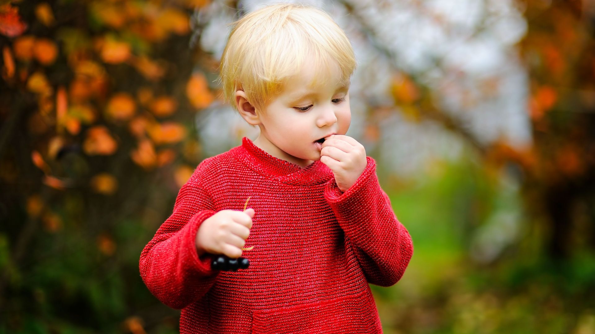 Blondes Kleinkind in rotem Pullover isst dunkle Beeren und hält weitere in der Hand vor herbstlichem Laub