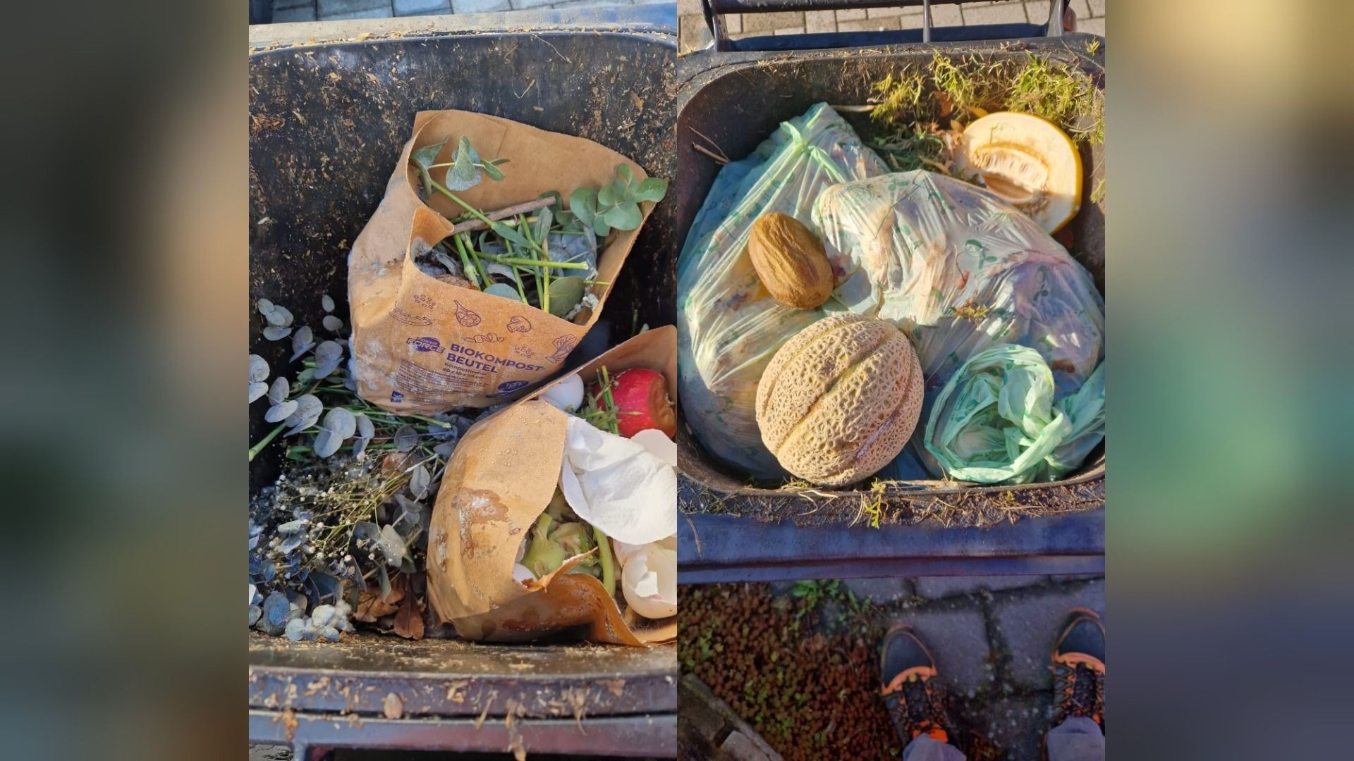 Der Inhalt einer Biotonne mit Biomüll in Papiertüten, Plastiktüten, Melonen und Pflanzenresten