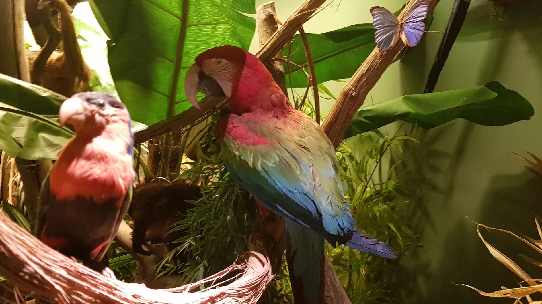 Ein großer rot-grün-blauer Papagei sitzt auf einem Ast, davor ein kleinerer Vogel, dahinter ein blauer Schmetterling