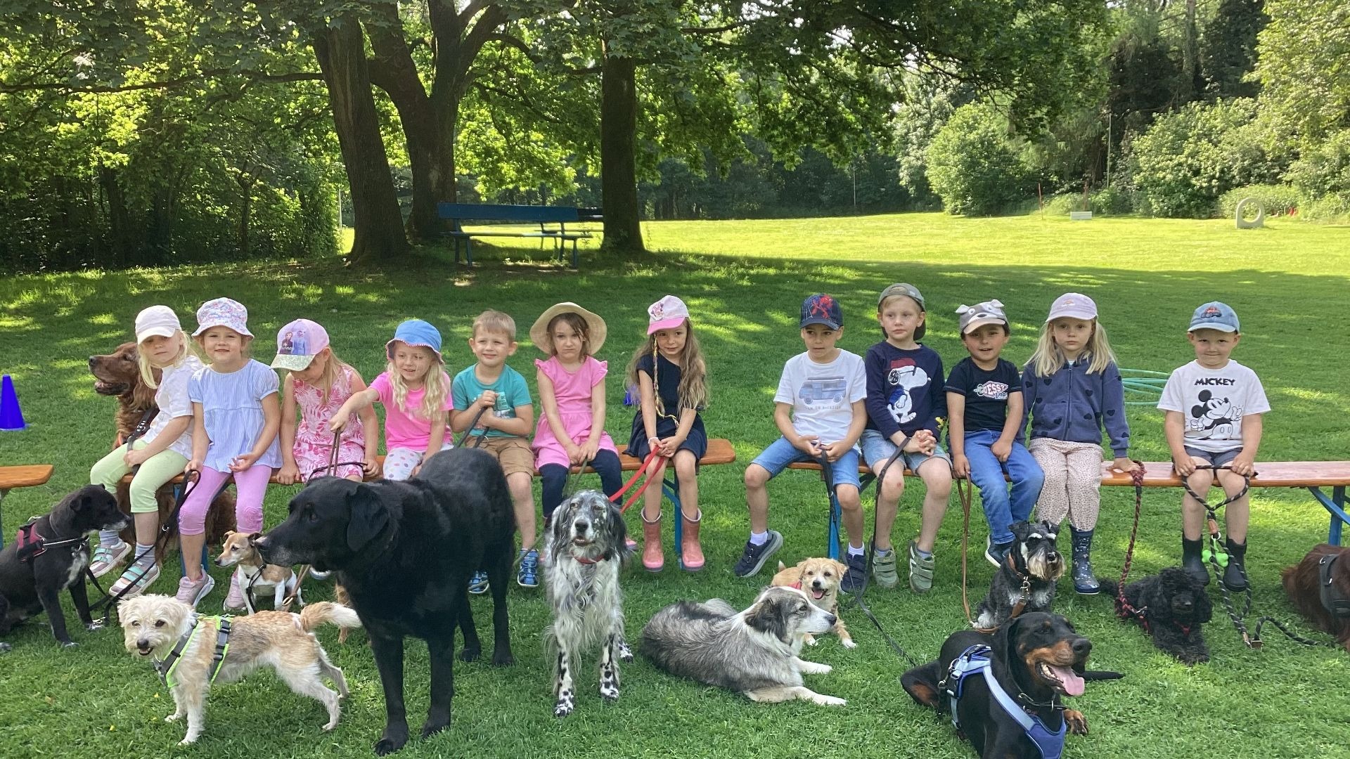 Kindergartenkinder sitzen mit verschiedenen Hunden auf Holzbänken im Gras unter Bäumen und halten Leinen