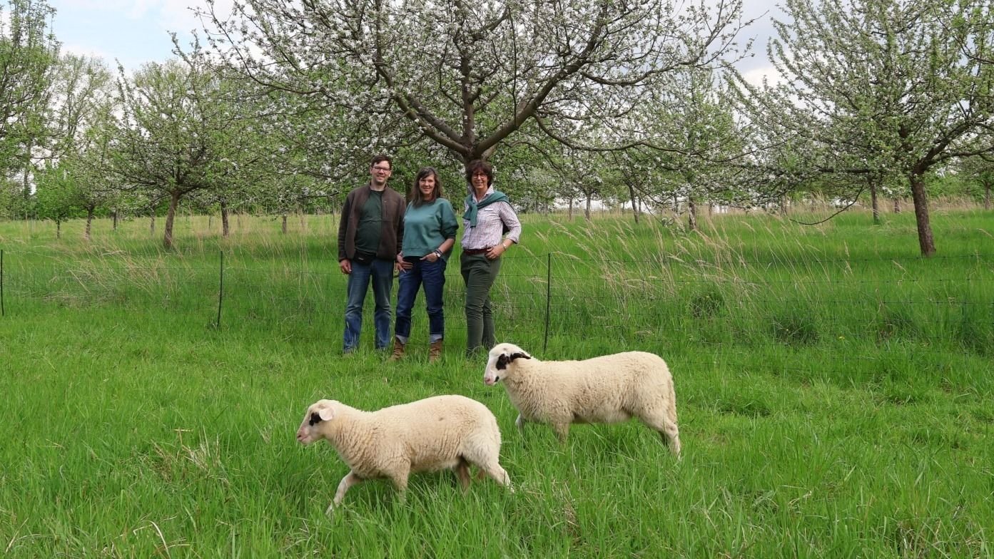 Drei Personen und zwei Schafe in einem blühenden Apfelgarten mit hohem Gras