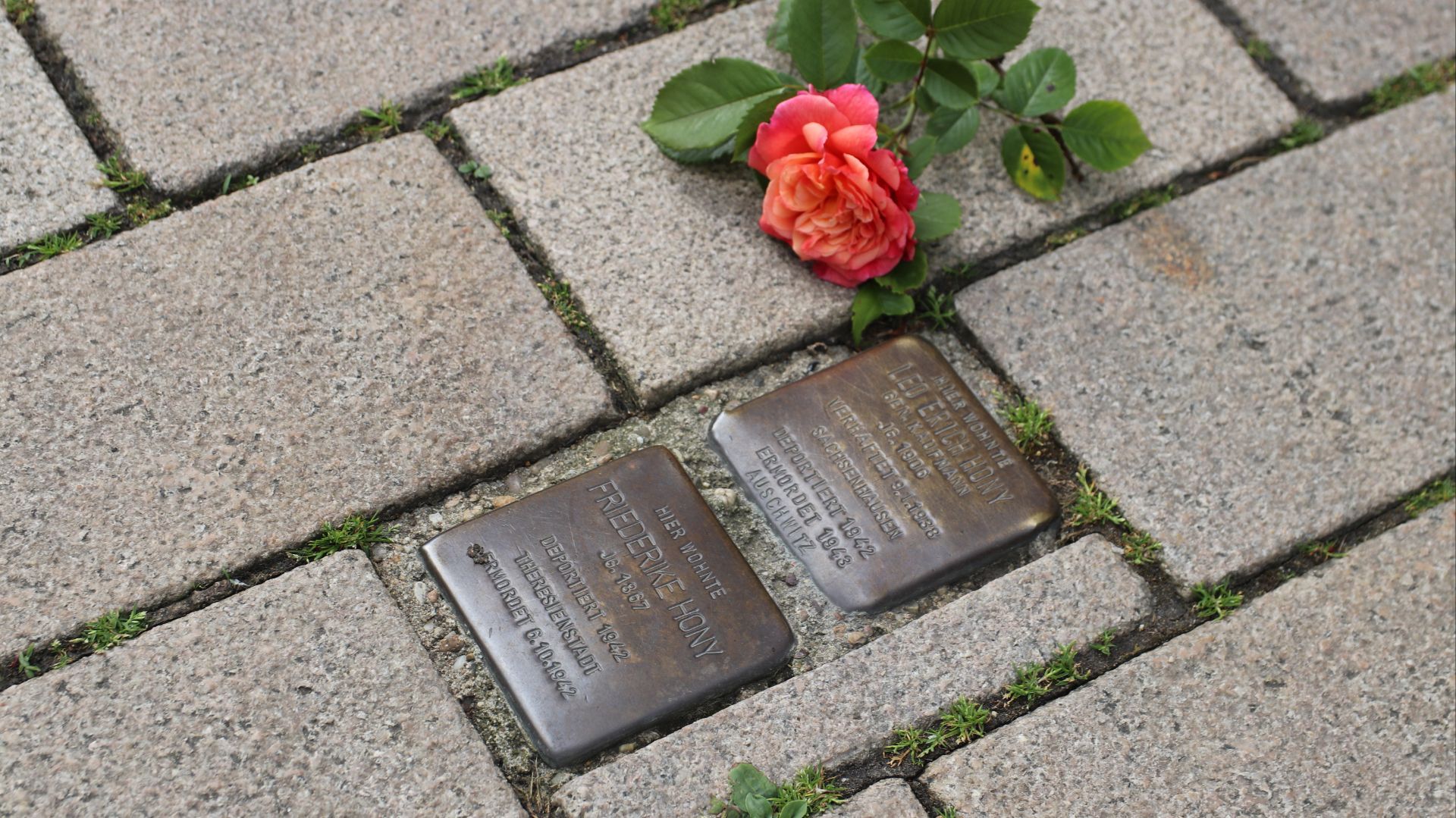 Zwei bronzene Stolpersteine mit eingravierten Namen im Pflaster, daneben liegt eine orange-rosa Rose