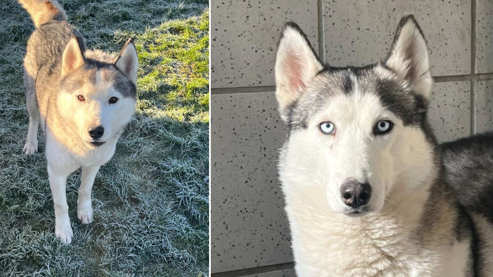 Zwei Huskies, nebeneinander: Der eine mit braunen Augen auf frostigem Gras, der andere mit blauen Augen als Kopfportrait