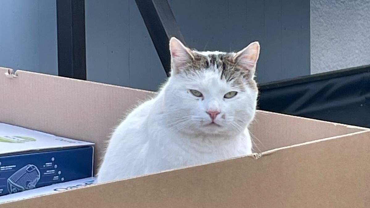 Willi, eine weiße Katze mit braun-grauen Flecken auf dem Kopf, sitzt in einem offenen braunen Karton