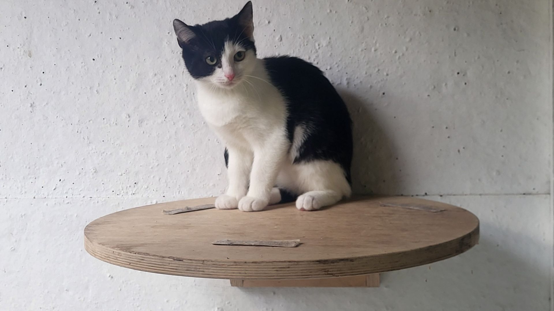 Die schwarz-weiße Katze Willow sitzt auf einer runden Holzplattform vor einer weißen Wand