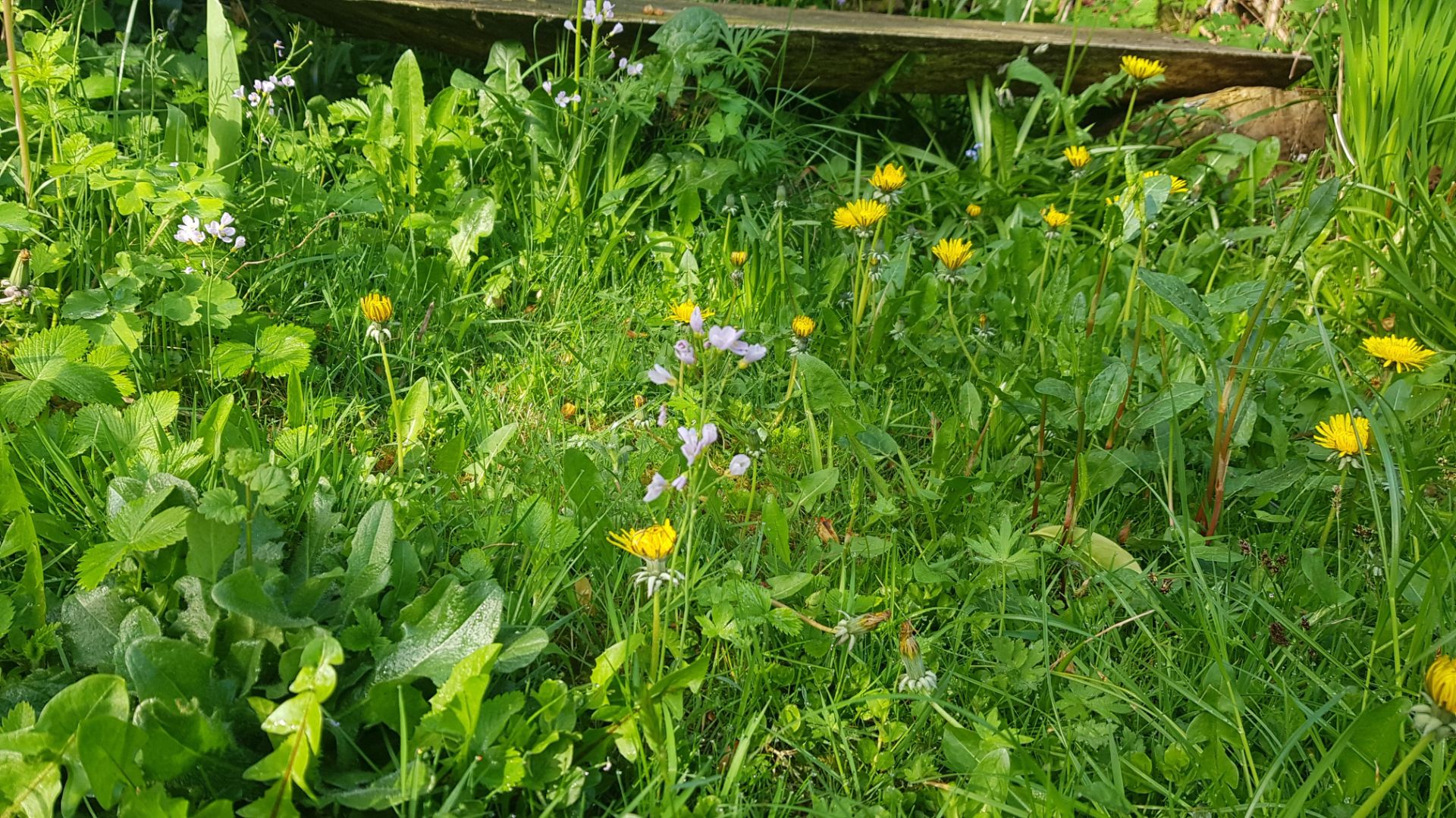 Dichter grüner Rasen mit vielen leuchtend gelben Löwenzahnblüten und zarten lila Wiesenblumen