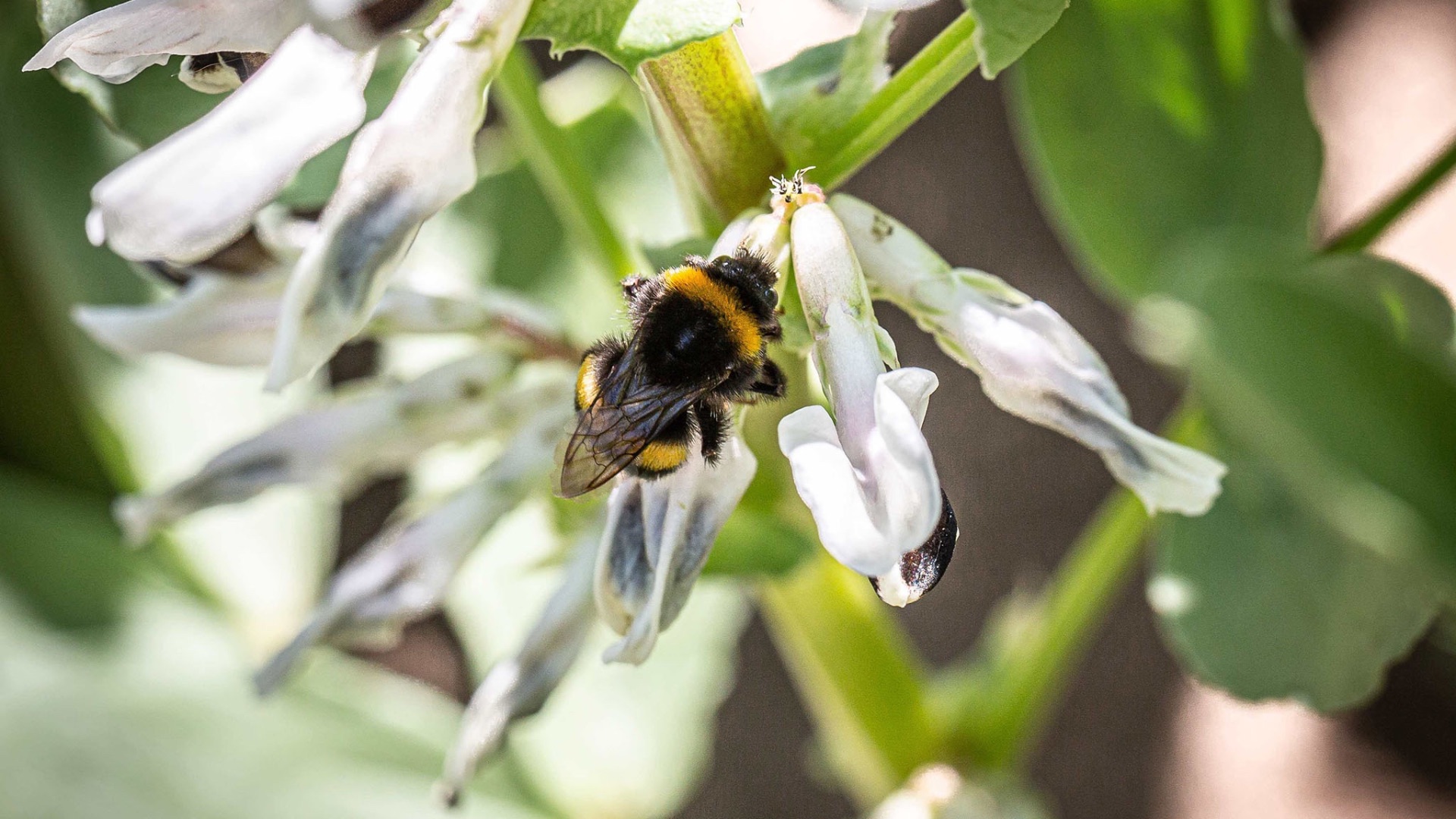 Eine flauschige Hummel mit gelben Streifen sitzt auf einer weißen Ackerbohnenblüte mit dunkler Zeichnung