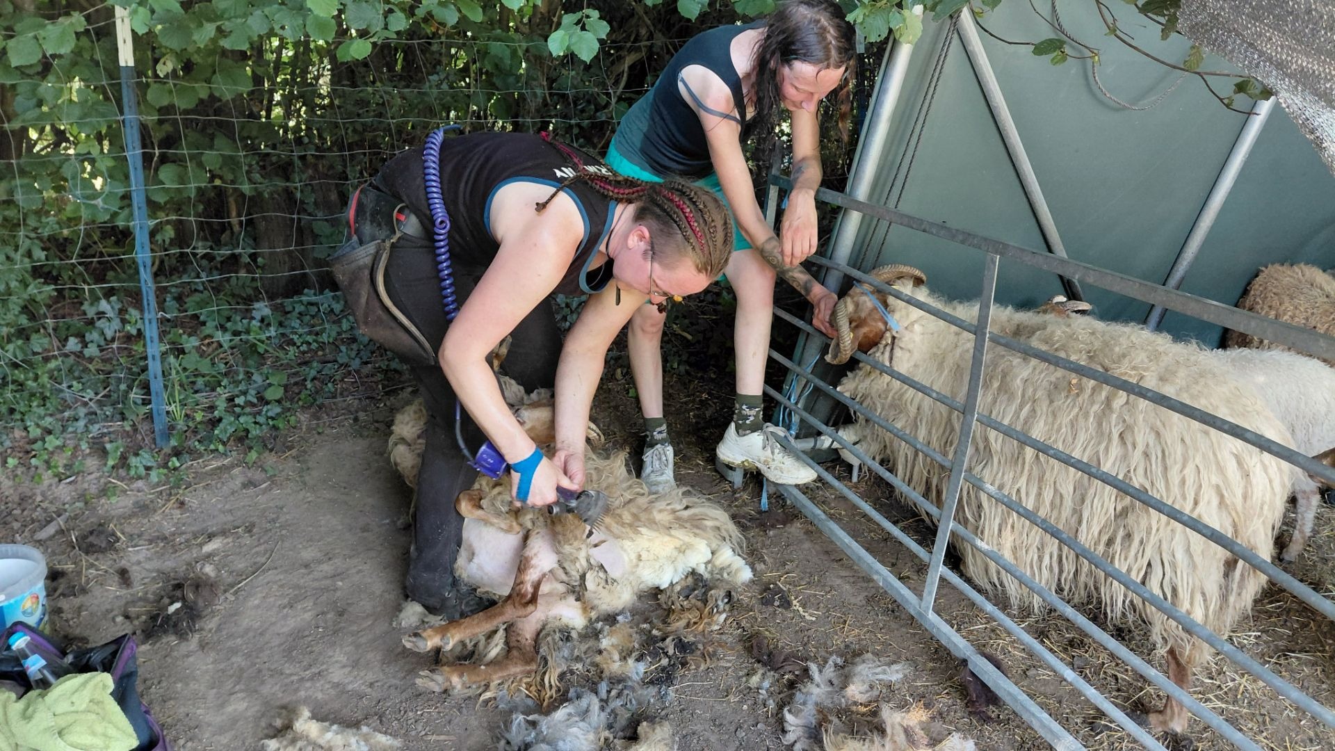 Zwei Personen scheren ein Schaf, während ein weiteres Schaf in einem Gatter wartet und geschorene Wolle am Boden liegt