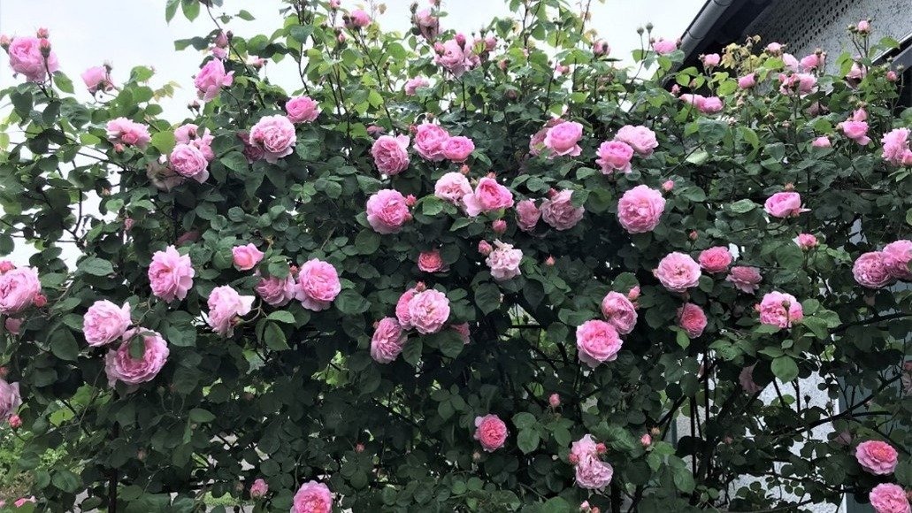 Blühender Rosenstrauch mit vielen rosa Rosen und grünen Blättern, teilweise vor einer Hauswand