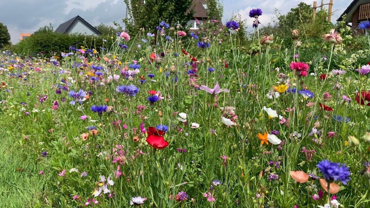 Eine dichte Blühwiese mit vielen bunten Wildblumen in Blau, Rot, Pink und Gelb, dahinter Häuser