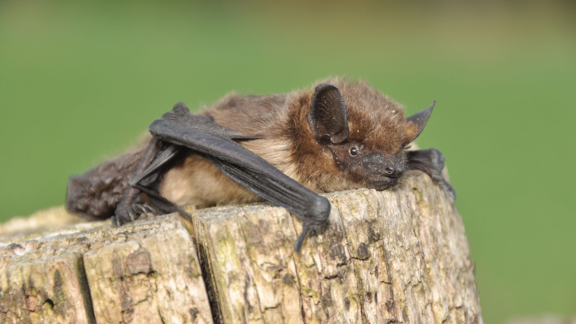 Eine kleine braune Fledermaus ruht mit gefalteten Flügeln auf einem Baumstumpf vor unscharfem grünem Hintergrund