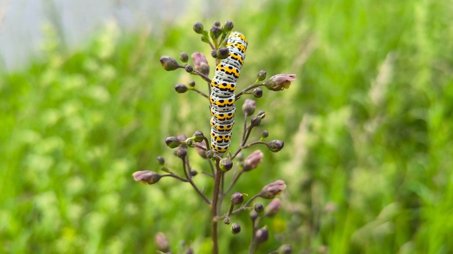 Bunt gezeichnete Raupe mit gelb-schwarzem Muster auf dem Stiel eines Braunwurzgewächses mit Knospen