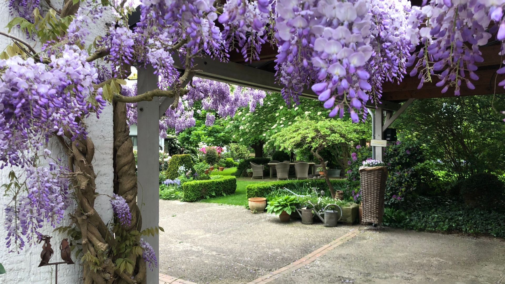 Blühender Blauregen überdacht einen Eingang zu einem üppigen Garten mit Sitzmöbeln und Pflanzen
