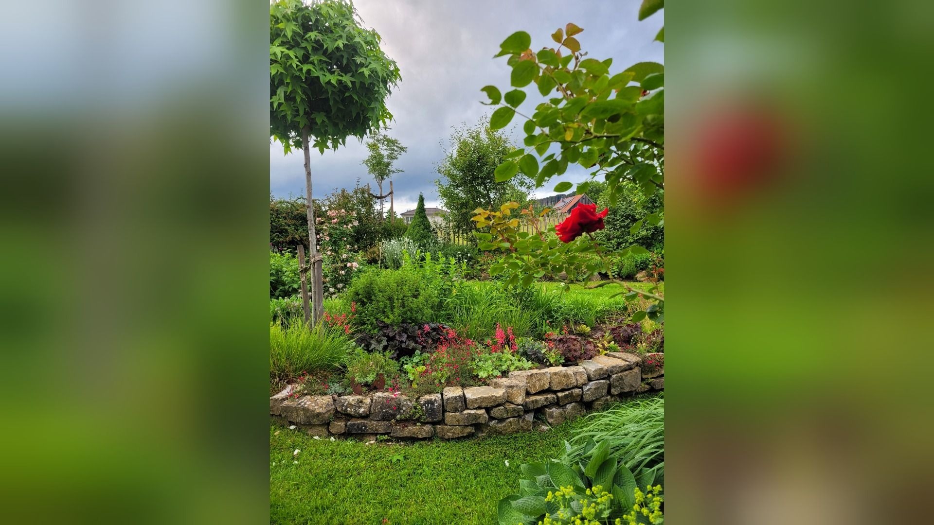 Garten der Familie Szimkat mit einem Steinbeet, grünen Pflanzen, roten Blüten und einem kleinen Baum