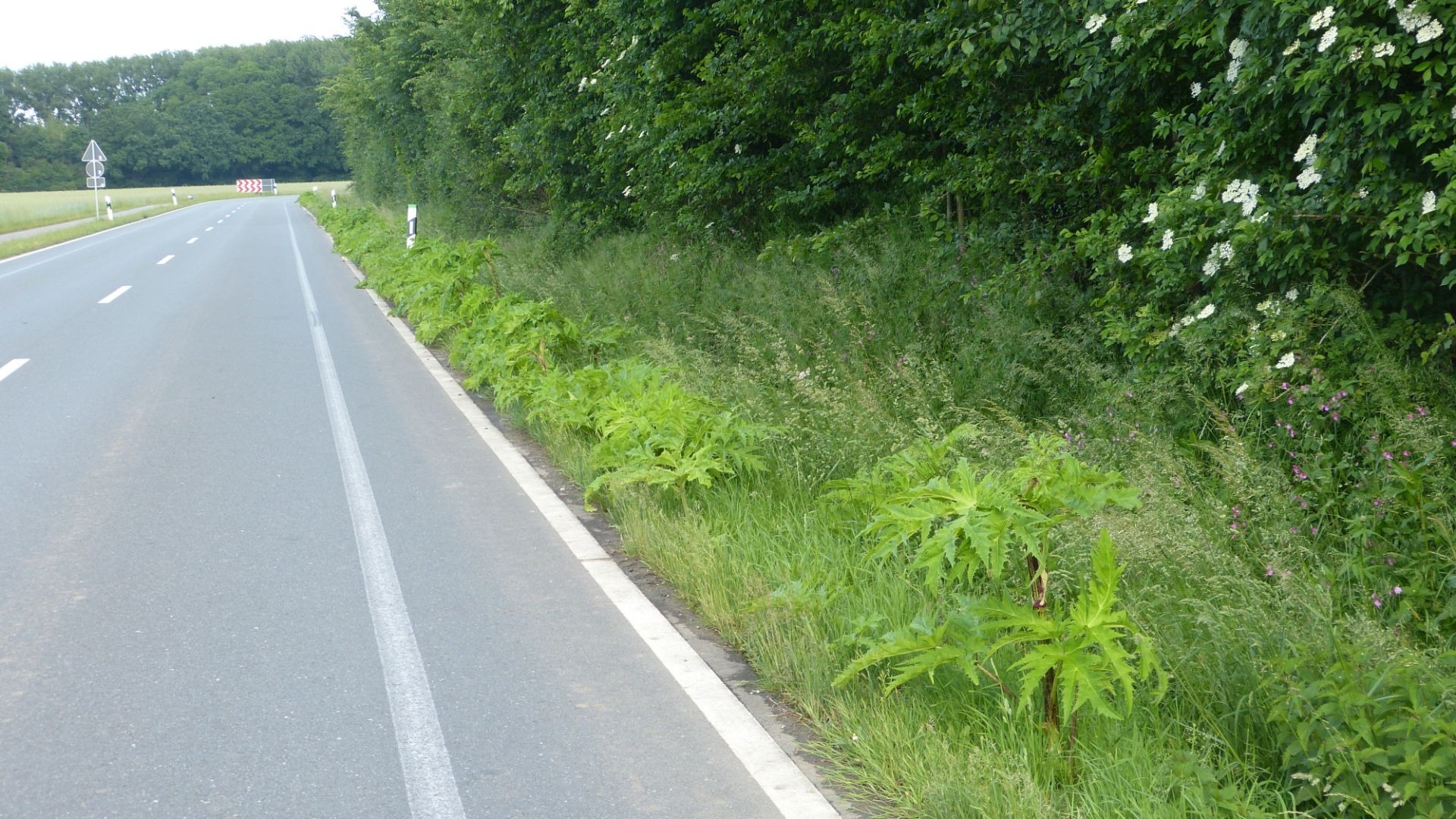 Herkulesstauden säumen den Fahrbahnrand einer Landstraße, im Hintergrund ein Waldstreifen
