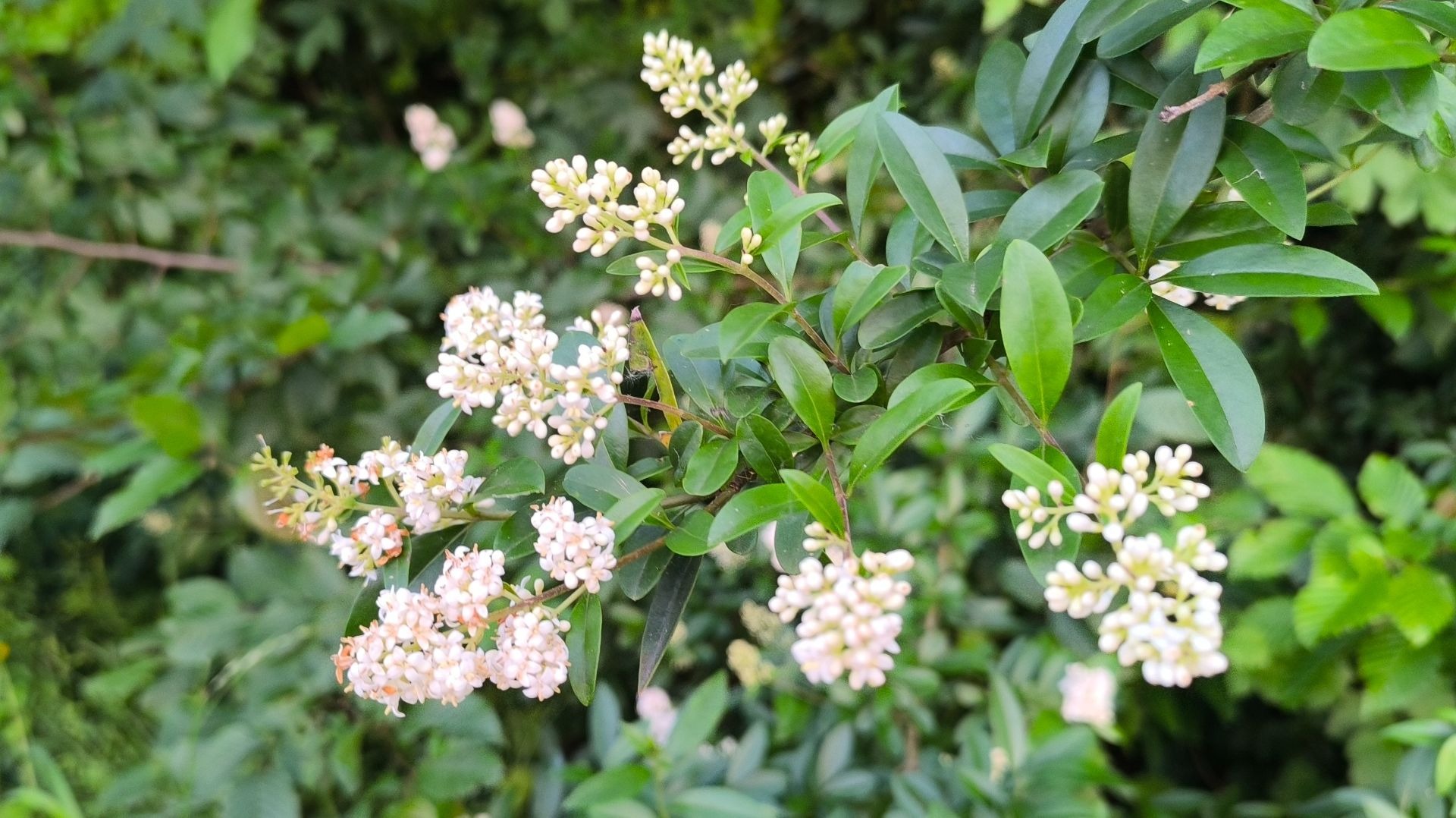 Zarte weiße Blüten des Ligusters an einem Ast mit glänzenden, dunkelgrünen Blättern vor grünem Hintergrund