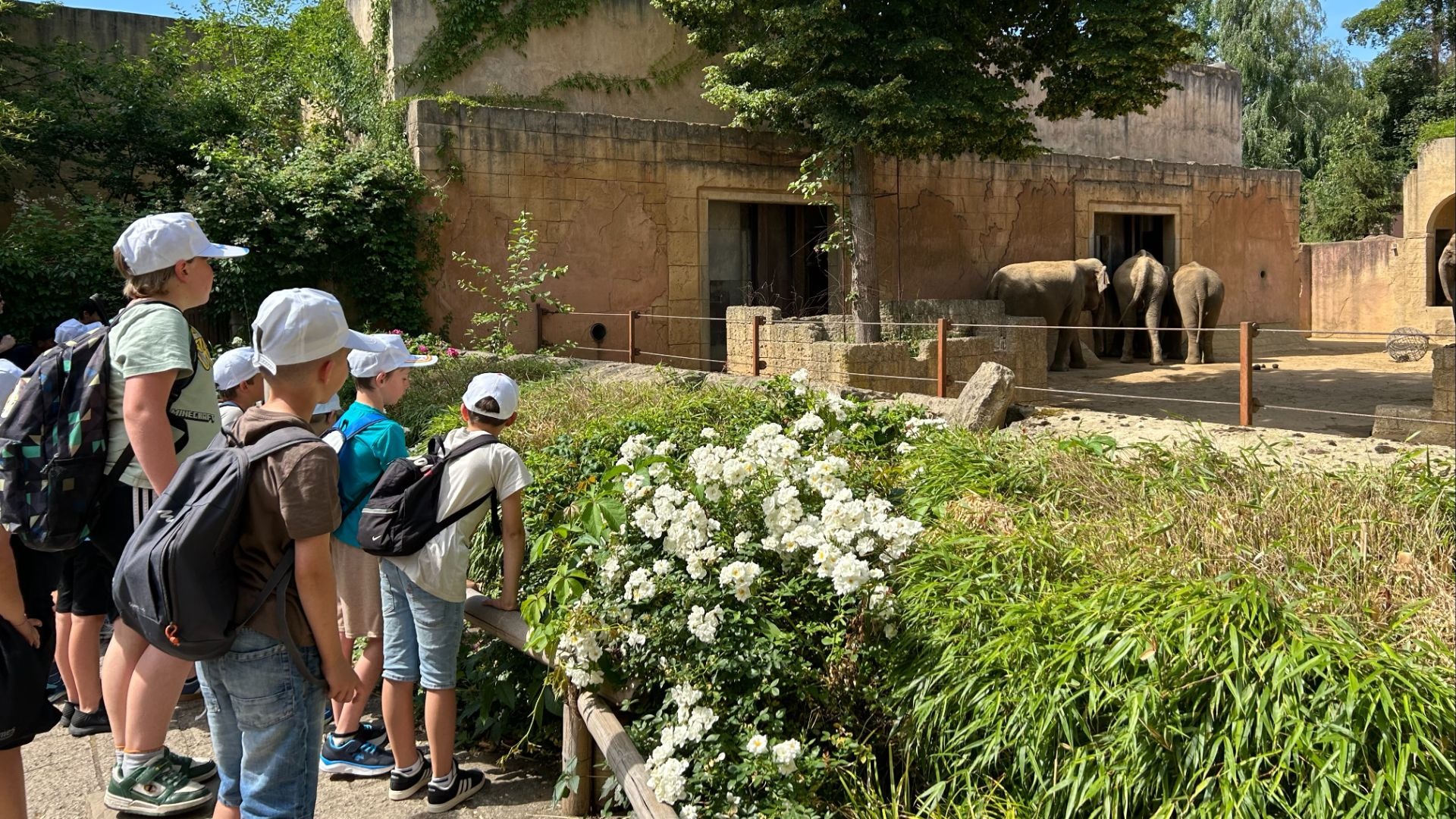 Kinder mit weißen Kappen beobachten im Zoo mehrere Elefanten, die in einem Sandgehege vor einem Gebäude stehen