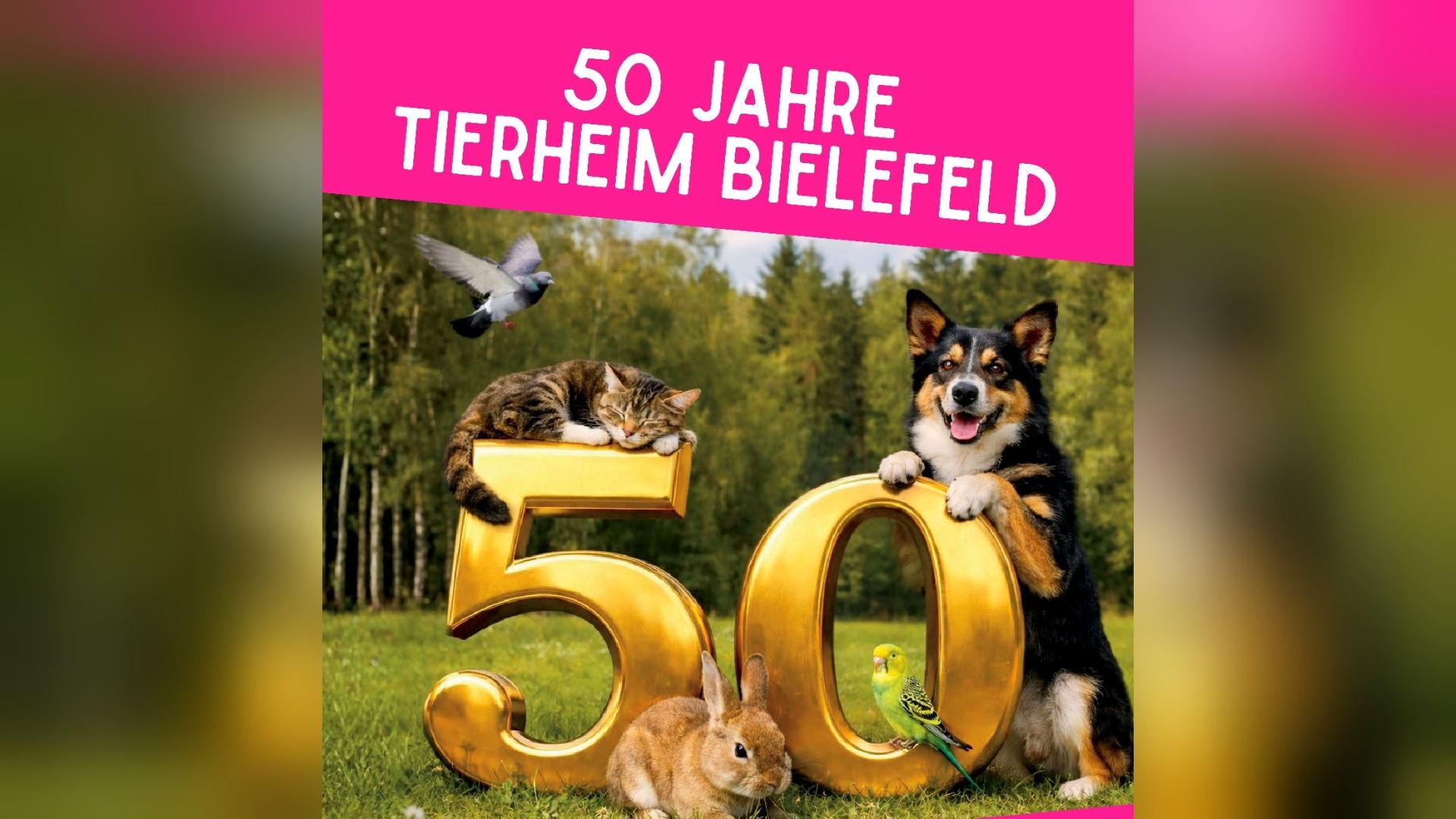 Goldene "50" auf einer Wiese, umgeben von Katze, Hund, Kaninchen, Wellensittich und Taube, mit Schriftzug "50 Jahre