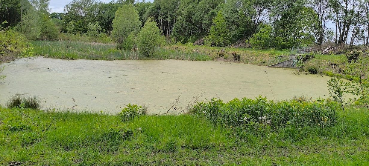 Teich mit dichter grüner Wasserlinsen-Schicht, umgeben von Schilf und Bäumen, mit einer Betonrampe rechts