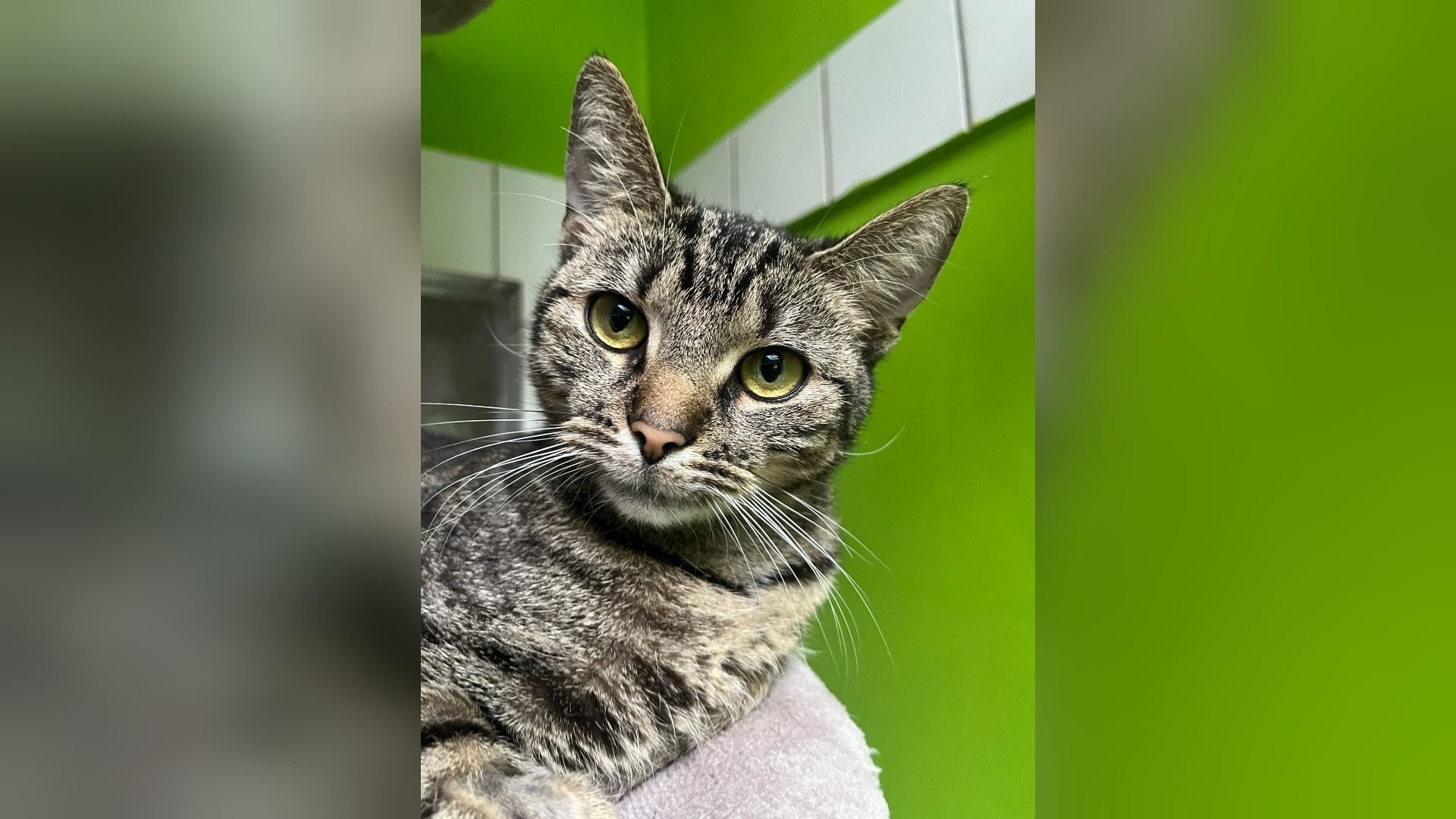 Eine getigerte Katze namens Sheila mit grünen Augen und weißen Schnurrhaaren blickt direkt in die Kamera vor grünem