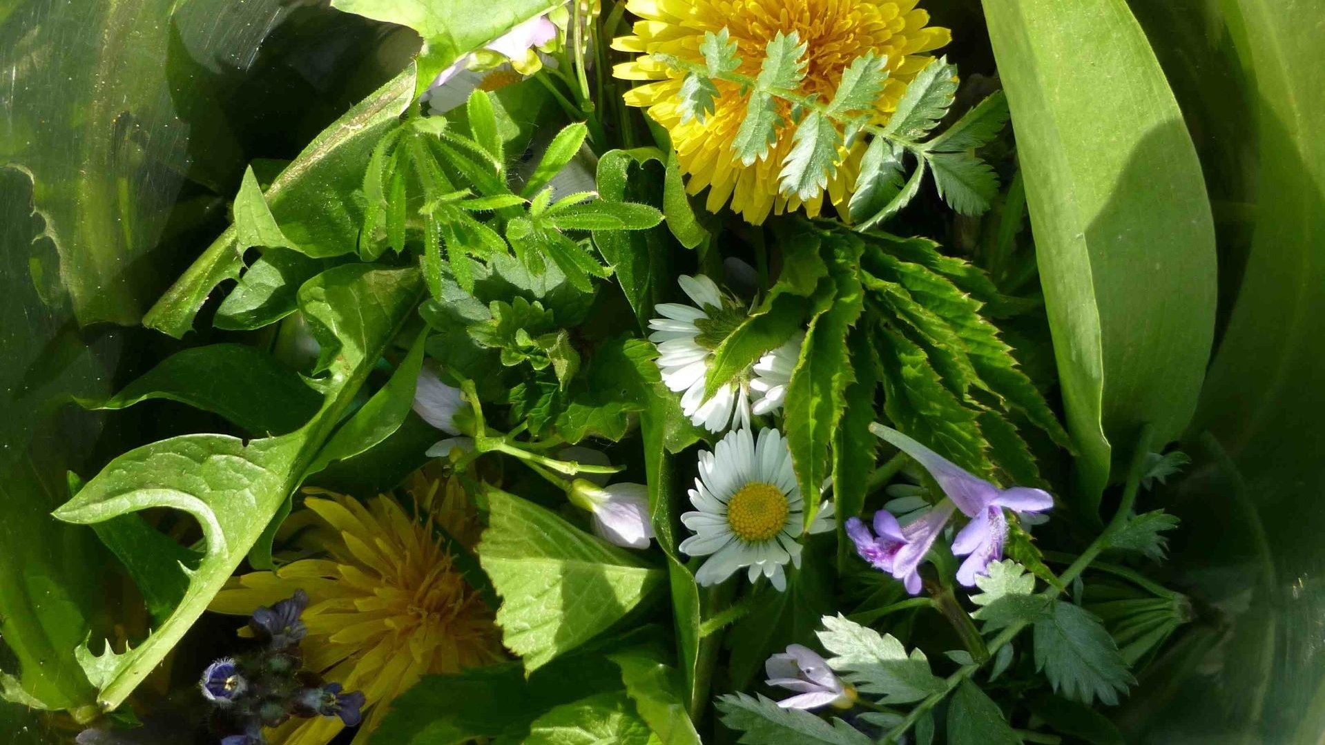 Gesammelte Wildkräuter und Blüten in Nahaufnahme, mit gelbem Löwenzahn, weißen Gänseblümchen und grünen Blättern